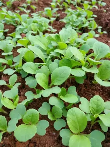 大一班种植活动 写美篇 野草会跟小菜苗抢泥土里的养分,影响菜苗