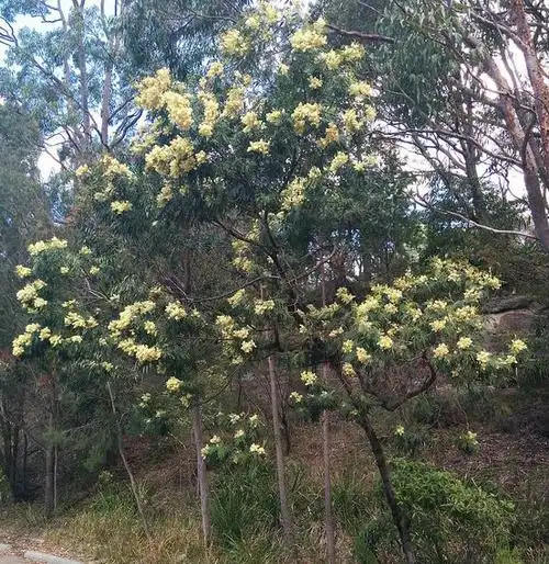 acacia mearnsii de wild.