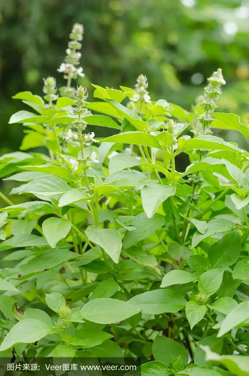 花园里的柠檬罗勒