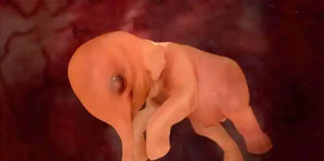 怀孕前12周胎儿在忙活什么或许他们挺辛苦呢准妈妈别着急