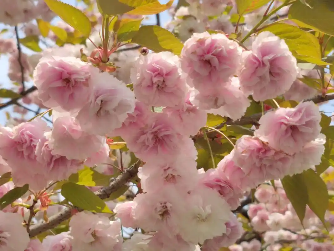 重瓣樱花 花语:文雅,你言而不决中的温柔和耐心