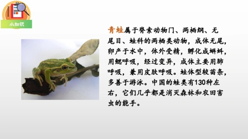 21青蛙卖泥塘课件内嵌音频素材28张ppt