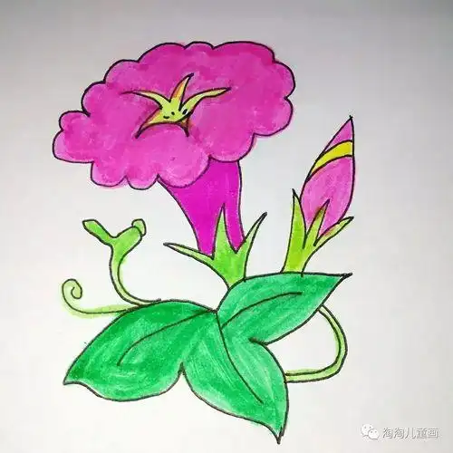 牵牛花简笔画彩色 牵牛花简笔画彩色手绘
