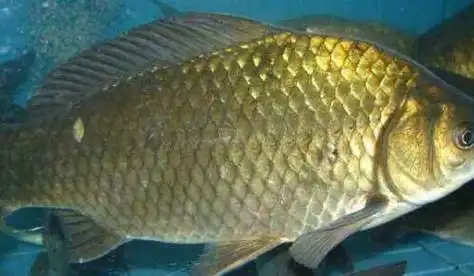 草鱼和鲫鱼的区别