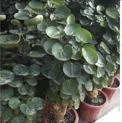 金钱兜盆栽 圆叶福禄桐 观叶植物 花卉绿植家居盆栽