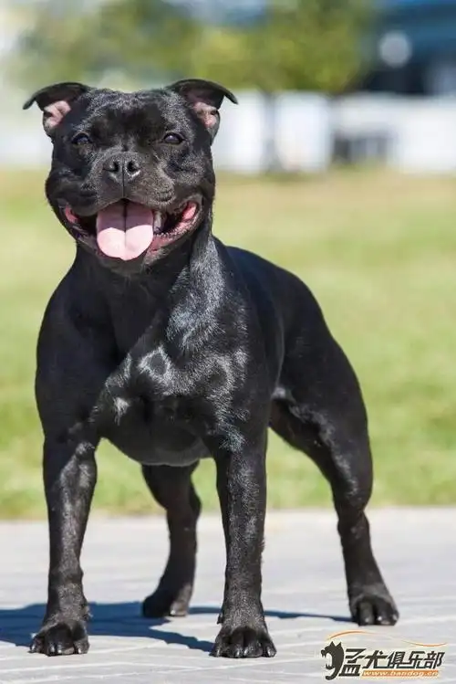 经典犬种------英系斯塔福