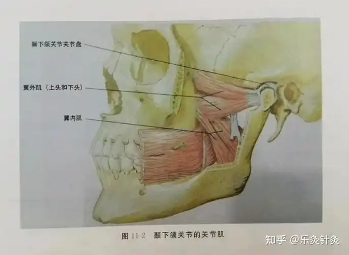颞下颌关节与关节盘的应用解剖