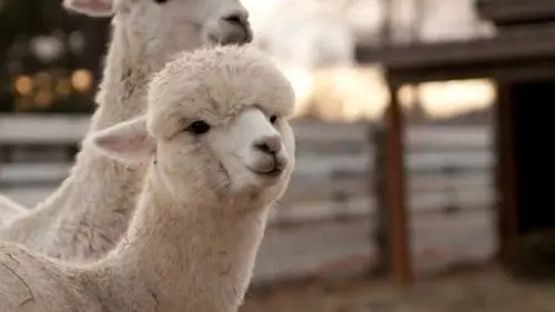 所以说它们的叫声也不会像绵羊那样会是咩咩的叫,网上所传的羊驼那种