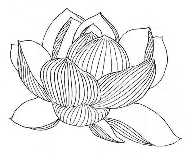 白描荷花(白描荷花的绘画教程)