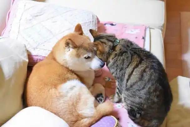 可爱小狗表情包,各种小奶狗表情包(表情包,好可爱的小狗狗啊)