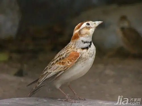 百灵鸟的饲养是怎么样的百灵鸟图片大全