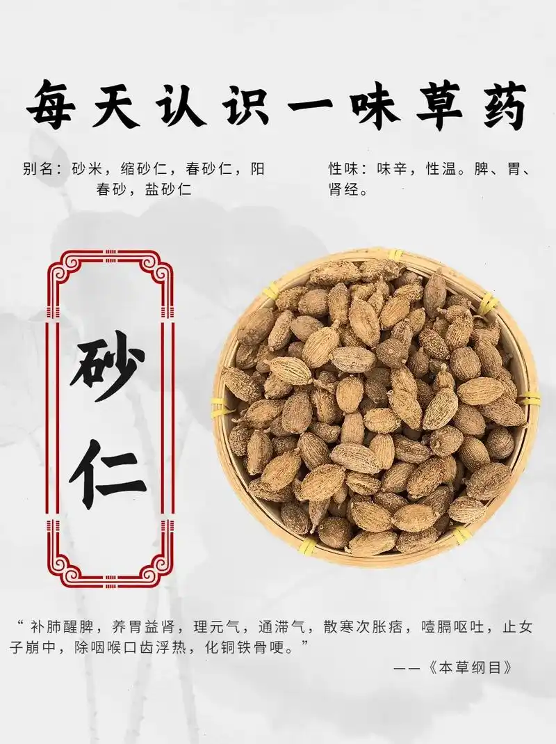 每天认识一味中药—【砂仁】#中药养生知识#康典药业 - 抖音