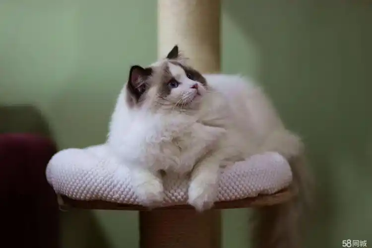 长期出售高品质赛级布偶猫 纯本地包健康品质高价格优 - 5000元