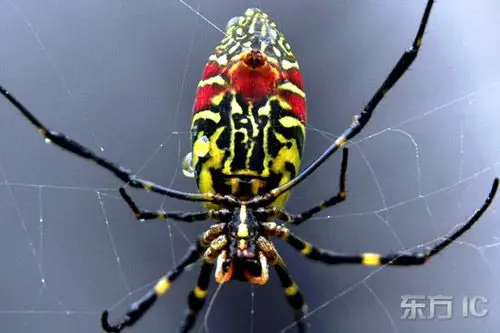 山东沂水发现"鬼脸蜘蛛"(组图)
