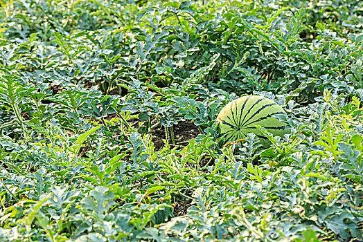 绿色的西瓜在瓜田