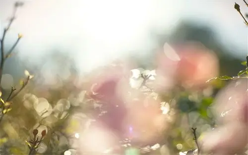 朦胧的花朵唯美意境桌面壁纸