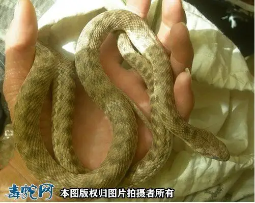 花脊游蛇,新疆特有的无毒蛇品种!