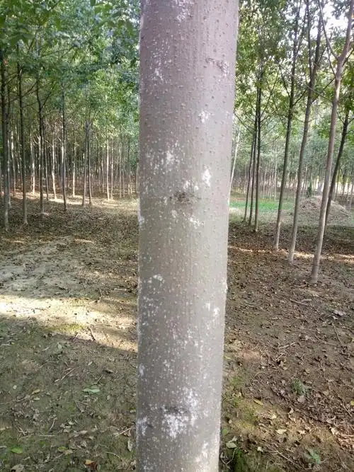 白蜡树,什么症状.