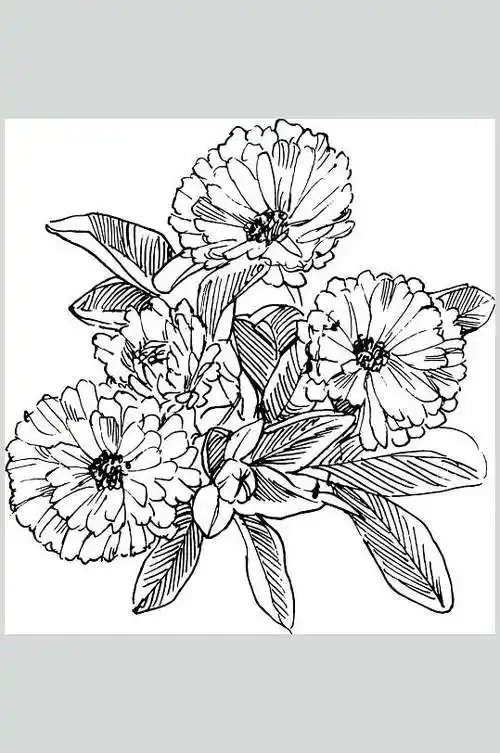 金盏花植物手绘线稿矢量素材