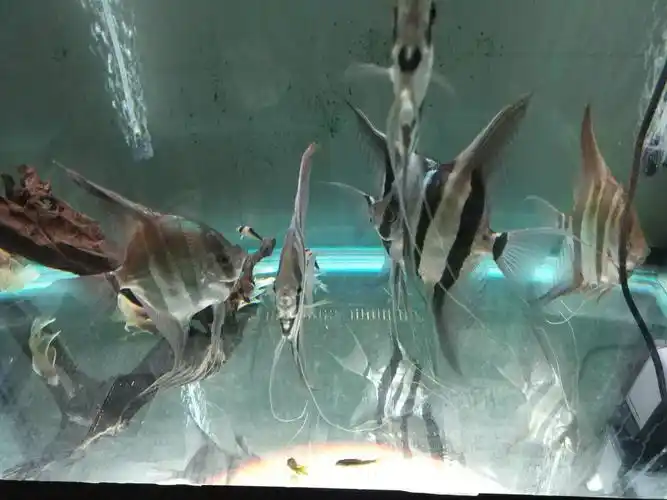 宝山出售埃及鼠鱼大帆(仅打包)已出