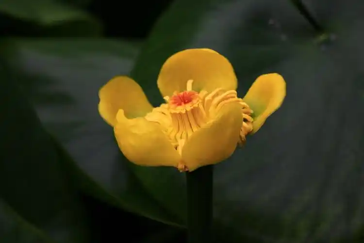 萍蓬草睡莲科萍蓬草属