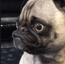 狗狗gif左顾右盼gif转头gif可爱gif