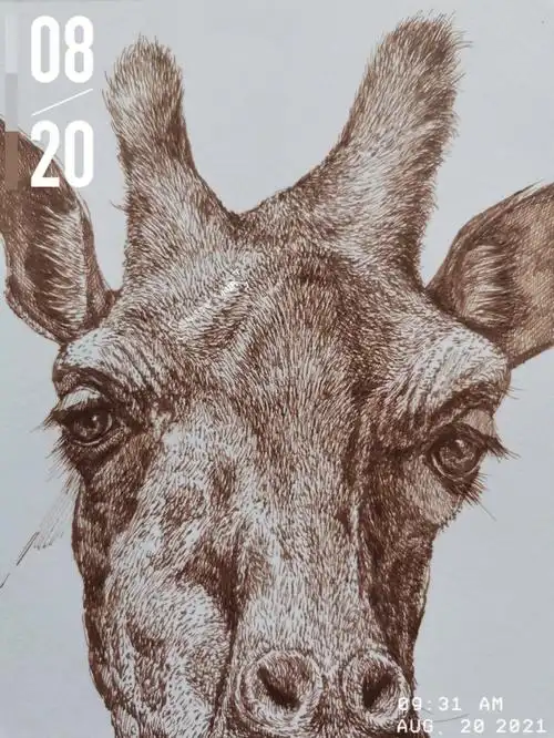 钢笔画动物南非国兽长颈鹿