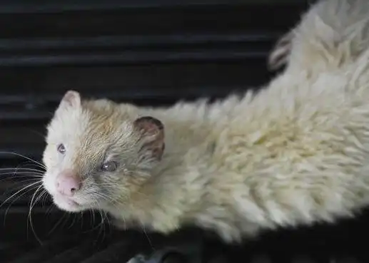 故事猎人遇到白毛黄鼠狼拜月没想到是黄鼠狼的陷阱