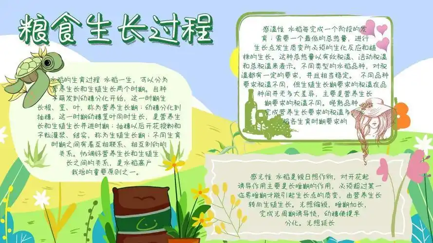 稻子的生长过程手抄报党的生日手抄报