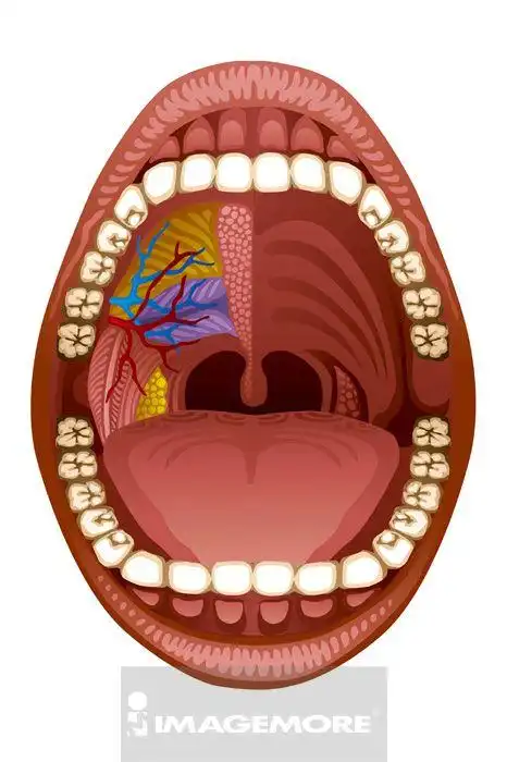 口腔构造,人物嘴巴