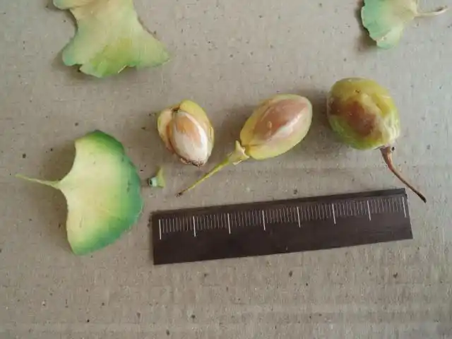 浅谈裸子植物(5a)–细看银杏种子构造