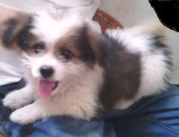 花色如图,全身就两眼睛和耳朵,胸,尾部棕褐色,四只脚都是白的,那根