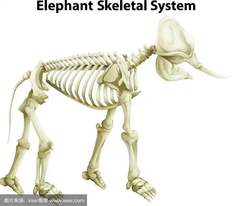 大象的骨骼系统