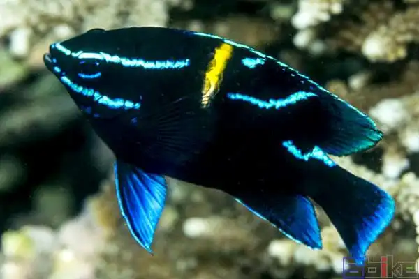 蓝丝绒雀鲷_蓝线雀雀鲷_丝绒雀鲷_花面雀鲷