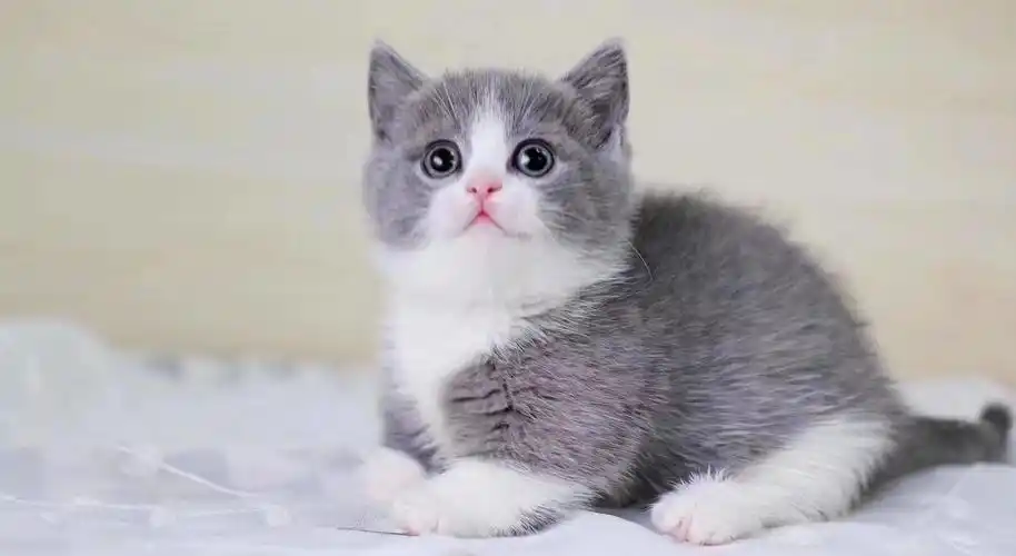 英国短毛猫价格_英国短毛猫多少钱一只_英短蓝猫图片 _狗铺子