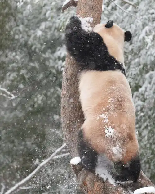 壁纸 动物 狗 狗狗 690_862 竖版 竖屏 手机