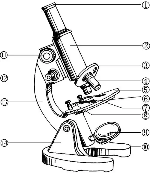 认识显微镜的结构
