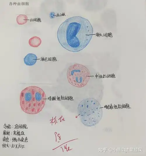 3.各种血细胞2.脂肪组织