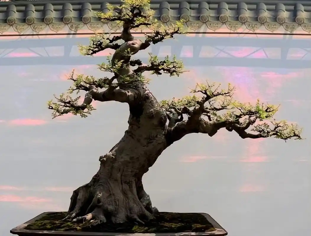 岭南派盆景造型必须知道的几点