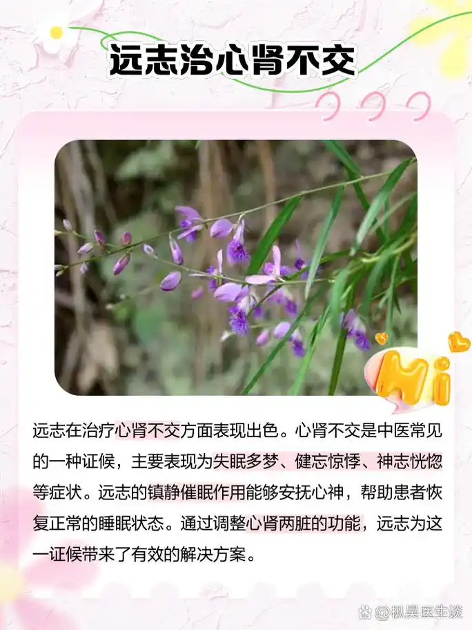 远志的作用和功效 家人们,今天来聊聊一味神奇的中药材——远志.