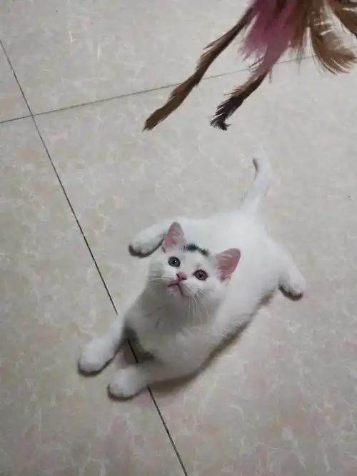 英短蓝白净梵弟弟妹妹找新家