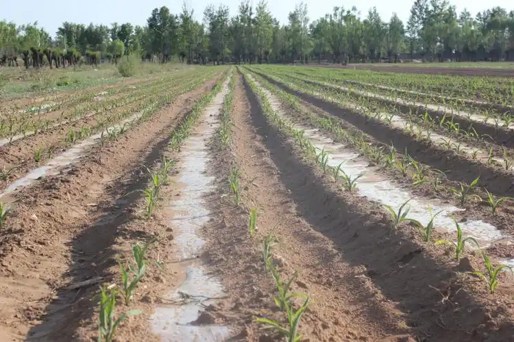 陕西榆林塞北吨粮田旱作节水农业高标准农田建设新样板