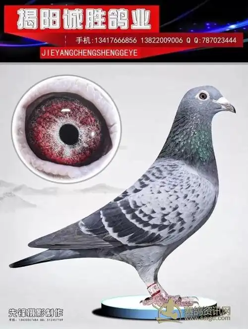 2012年漂亮紫罗兰眼沙种雌