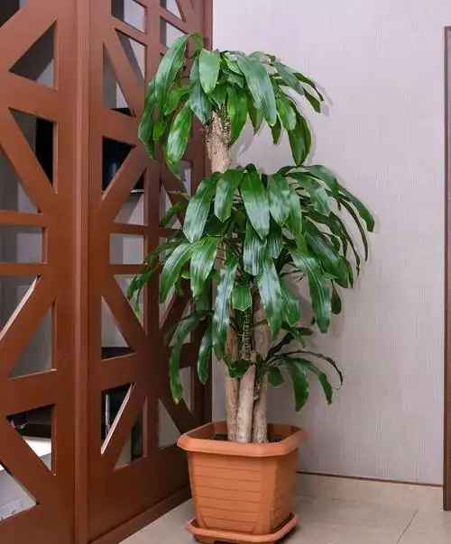 室内绿植新宠:3种易养又吉祥的花卉,让家更温馨|幸福|植物|龙血树