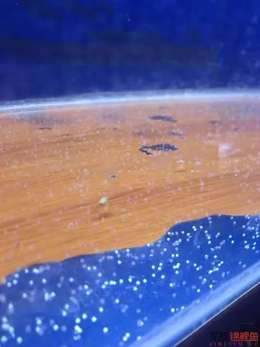 产卵了 - 锦鲤学堂 - 龙巅锦鲤鱼