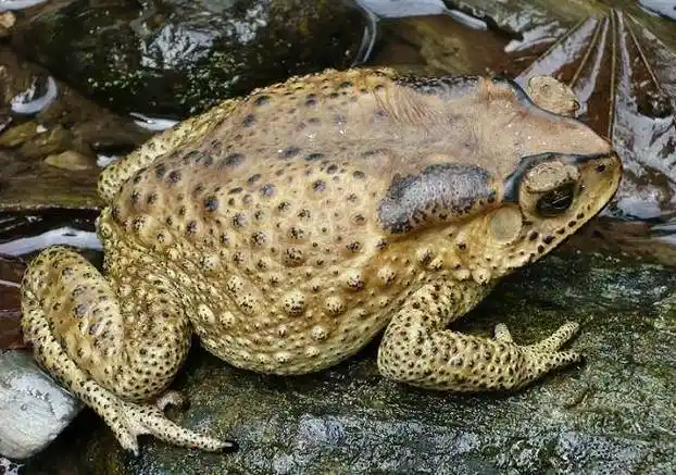 蟾蜍的养殖方法具体有哪些?