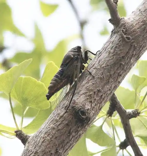 吵得让人心烦的蝉声究竟是些什么蝉