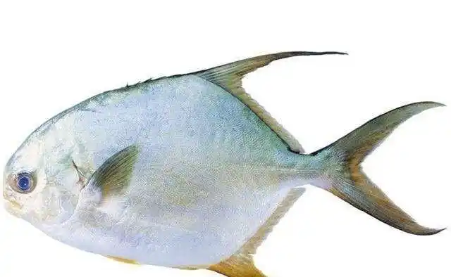 广东湛江著名鱼类大全这些海鱼你吃过