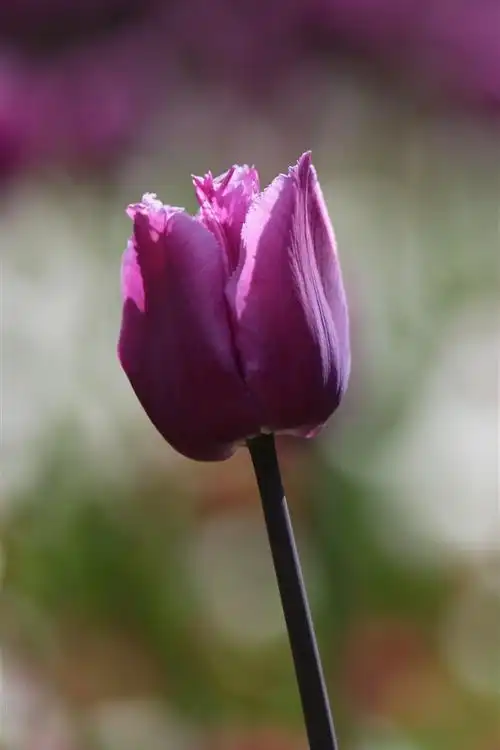 两朵紫色郁金香,朦胧 5k