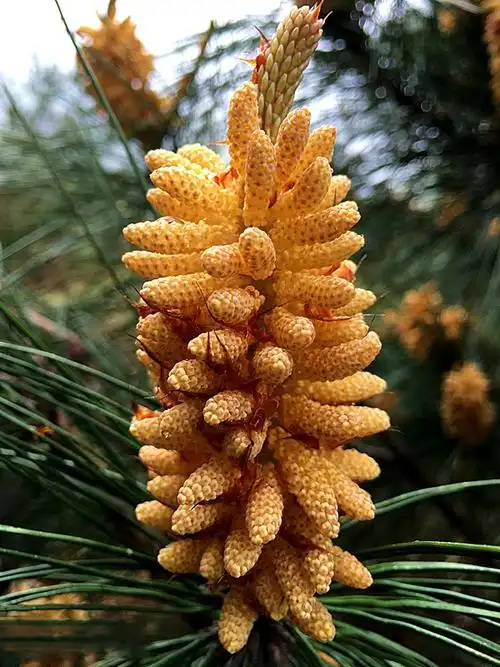 松树2022年新货新鲜松花粉马尾马尾松松花花粉花球松花粉